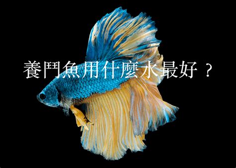 養鬥魚好處